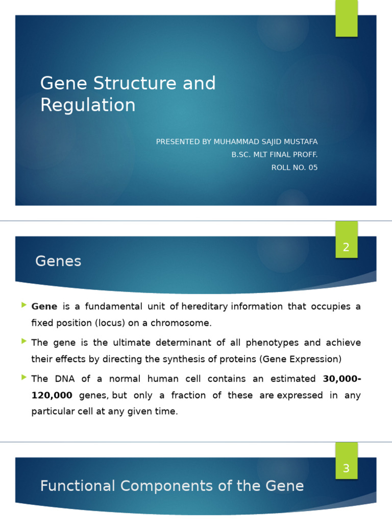 Gene Structure and Regulation Overview | PDF | Promoter (Genetics) | Gene