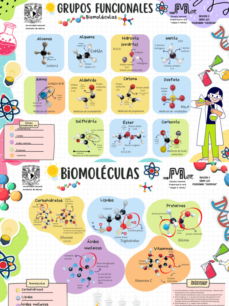 Cartes Grupos Funcionales y Biomoléculas 3 | PDF | Biomoléculas ...
