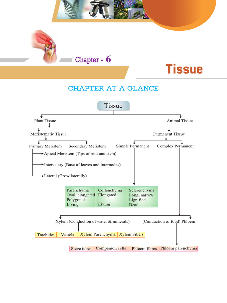 Class 9 Tissue Chapter Overview | PDF | Tissue (Biology) | Epithelium