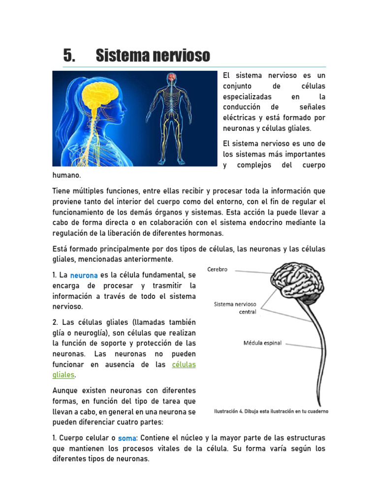 Estructura y Funciones del Sistema Nervioso | PDF | Sistema nervioso ...
