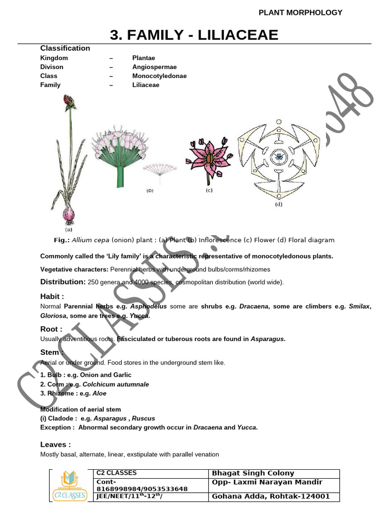 Liliaceae Family Classification and Diagram | PDF | Flowers | Leaf