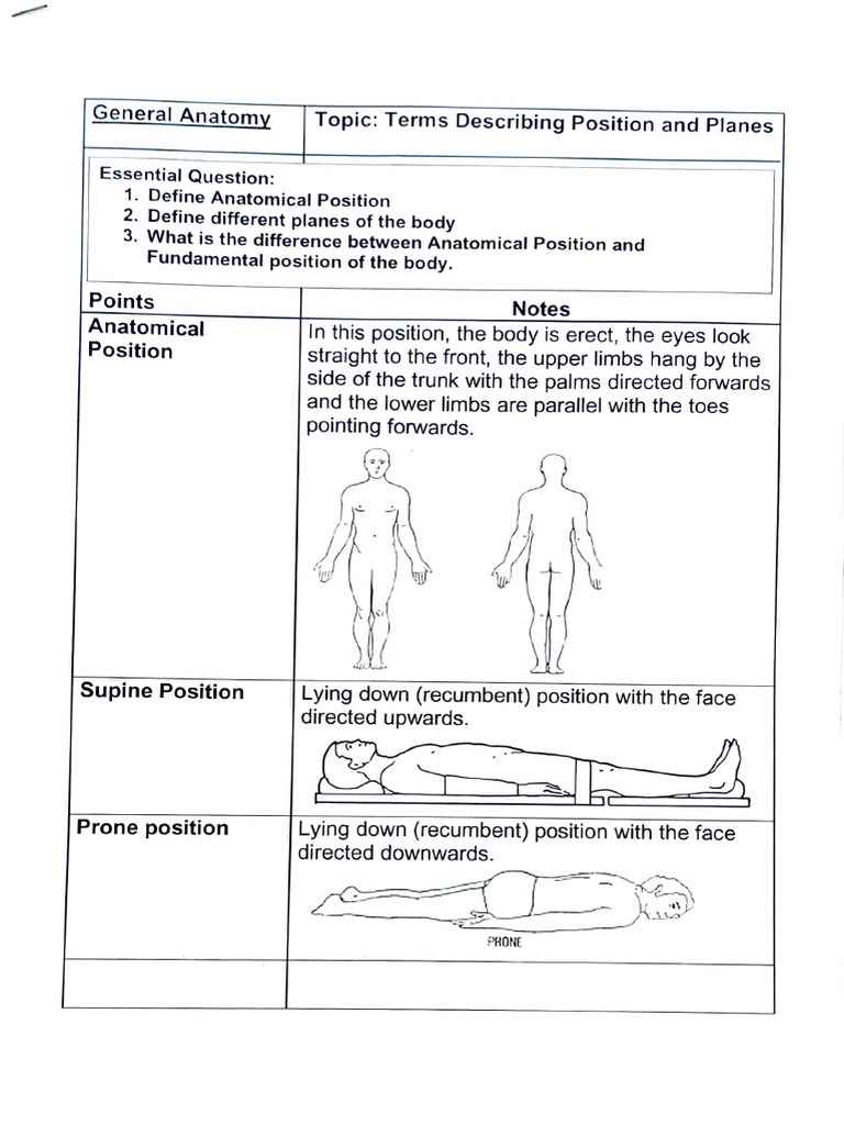 Understanding Anatomical Positions & Planes | PDF | Anatomical Terms Of ...