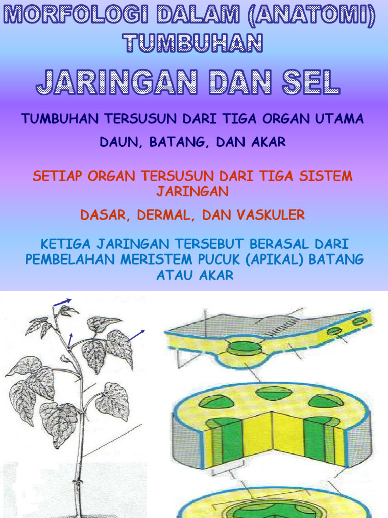 Struktur dan Fungsi Jaringan Tumbuhan | PDF