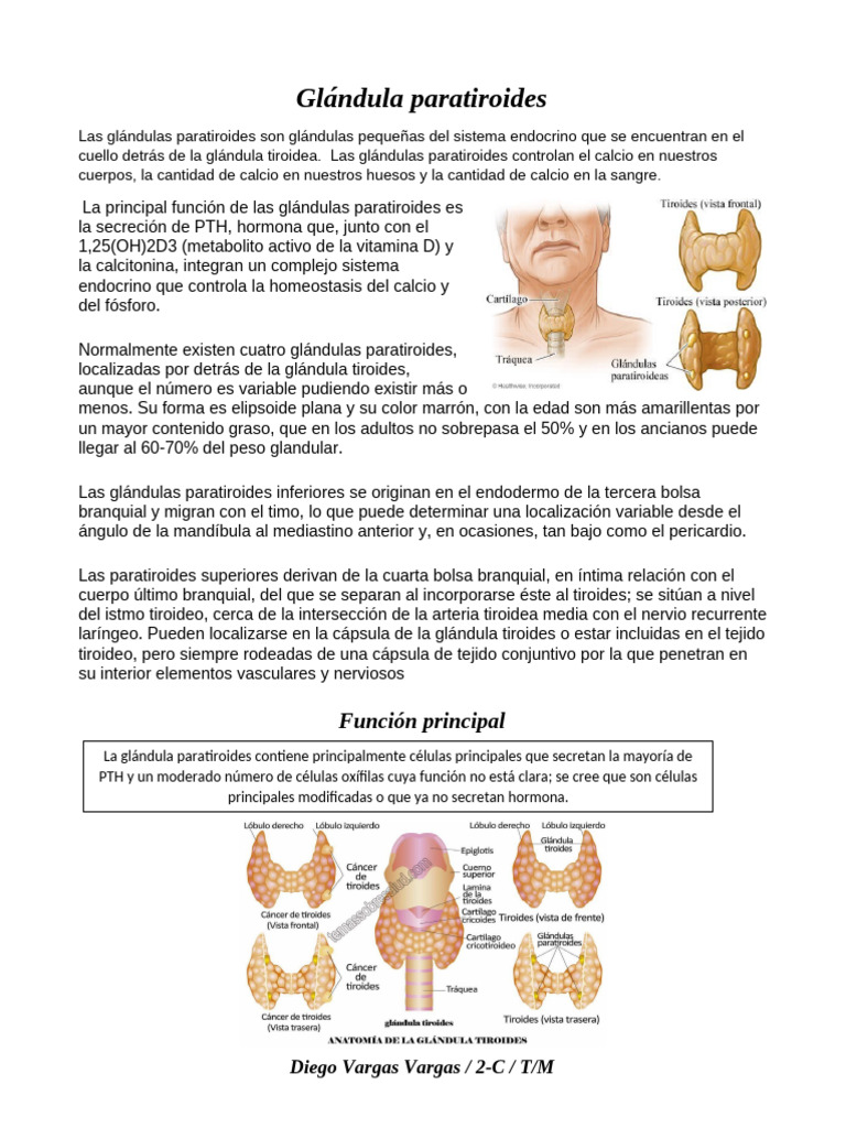 Función y anatomía de la paratiroides | PDF | Glándula paratiroidea ...
