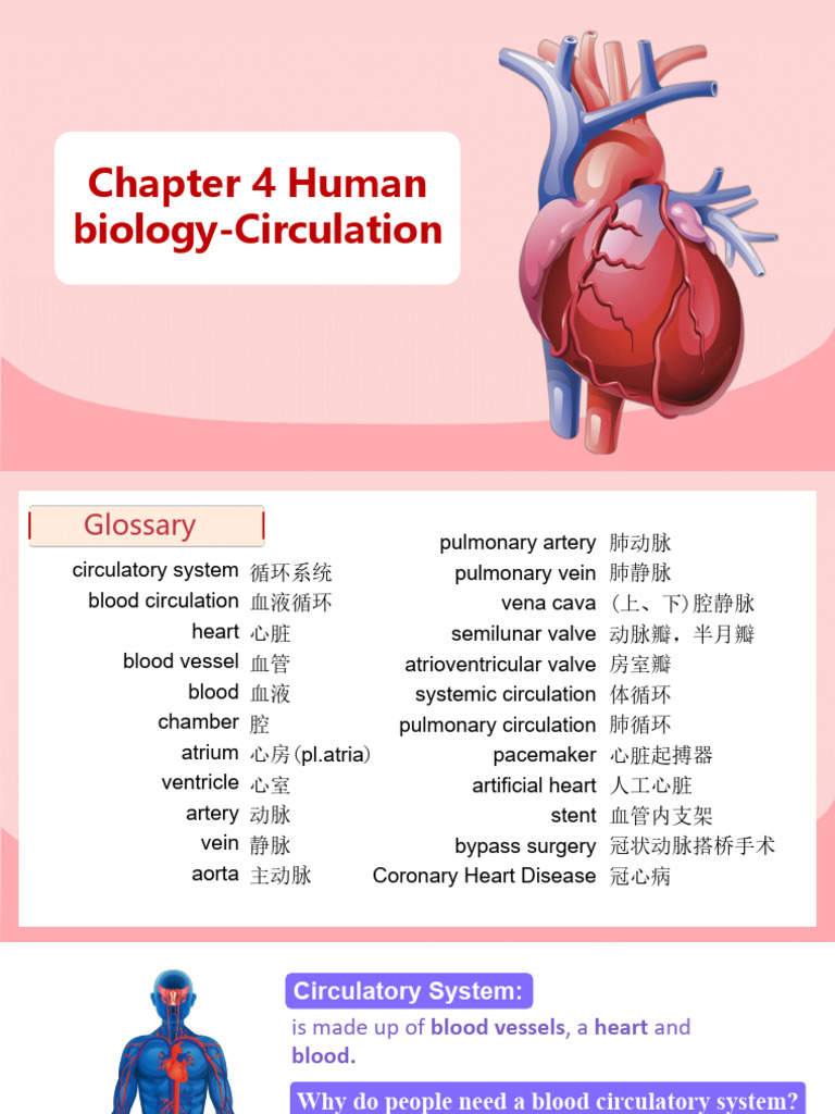 Circulatory System and Heart Function | PDF | Atrium (Heart) | Heart