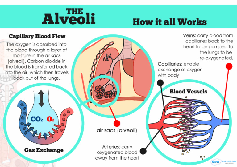 T2 S 431 Human Body Lungs Air Sacs Alveoli Display Poster | PDF