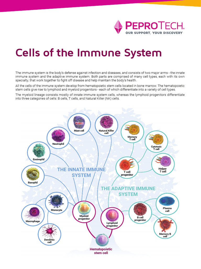 Cells of The Immune System Booklet PDF Immune System Adaptive