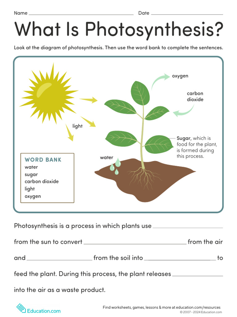 Photosynthesis | PDF