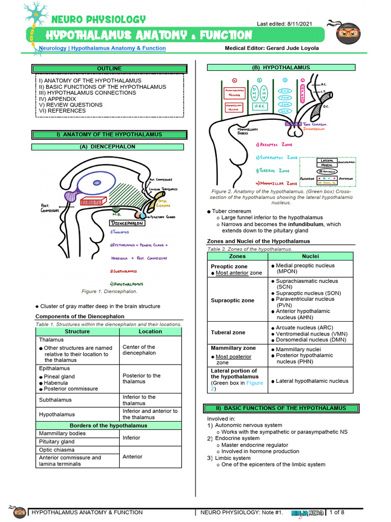 Hypothalamus Anatomy Functions Pdf Hypothalamus Limbic System