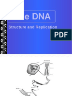 The Dna: Structure and Replication