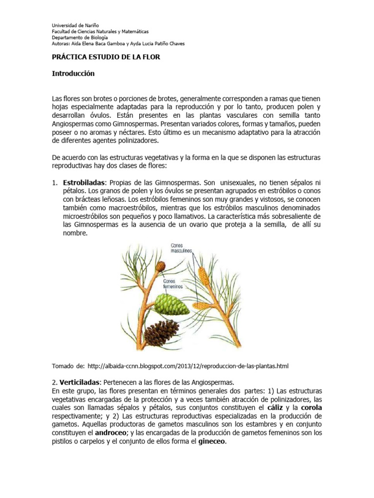 Estructura de Flores: Gimnospermas y Angiospermas | PDF | Flores ...