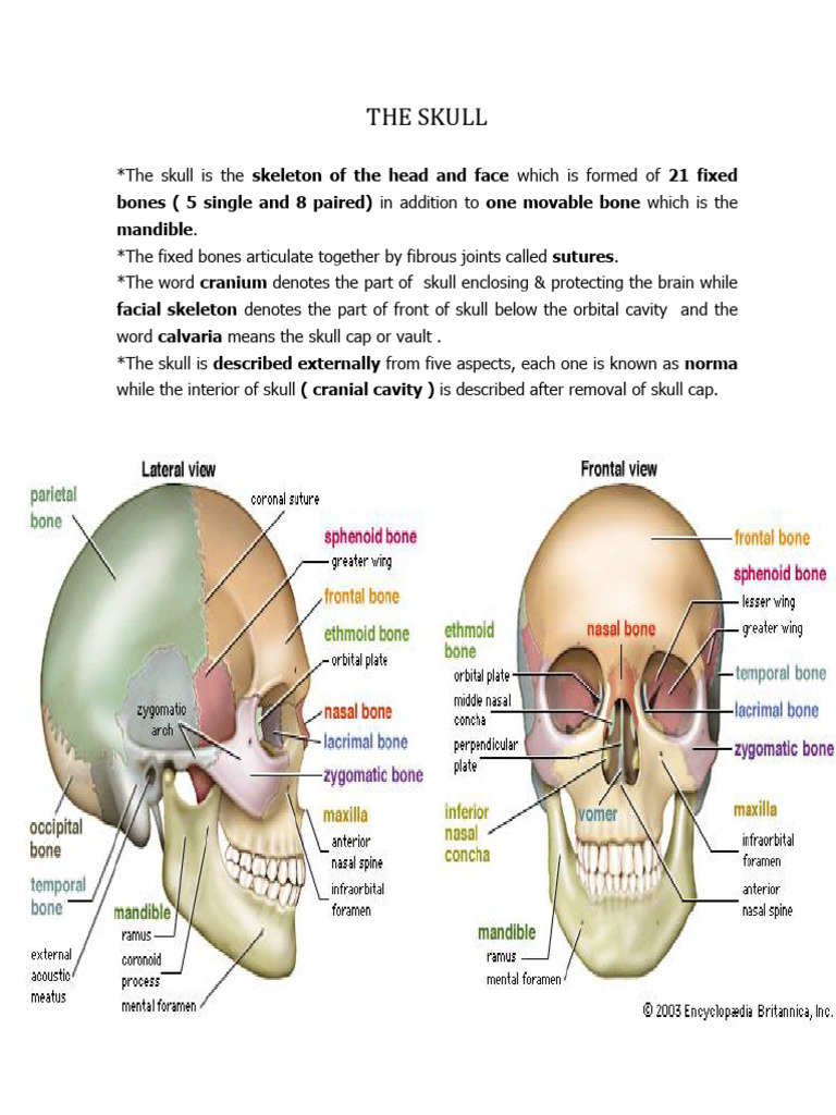 Skull Anatomy Overview | PDF | Skull | Vertebra
