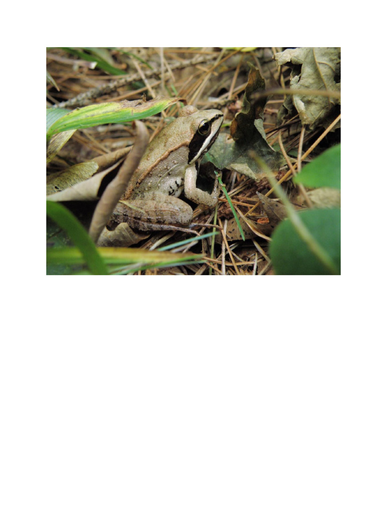 Frog 2 | PDF