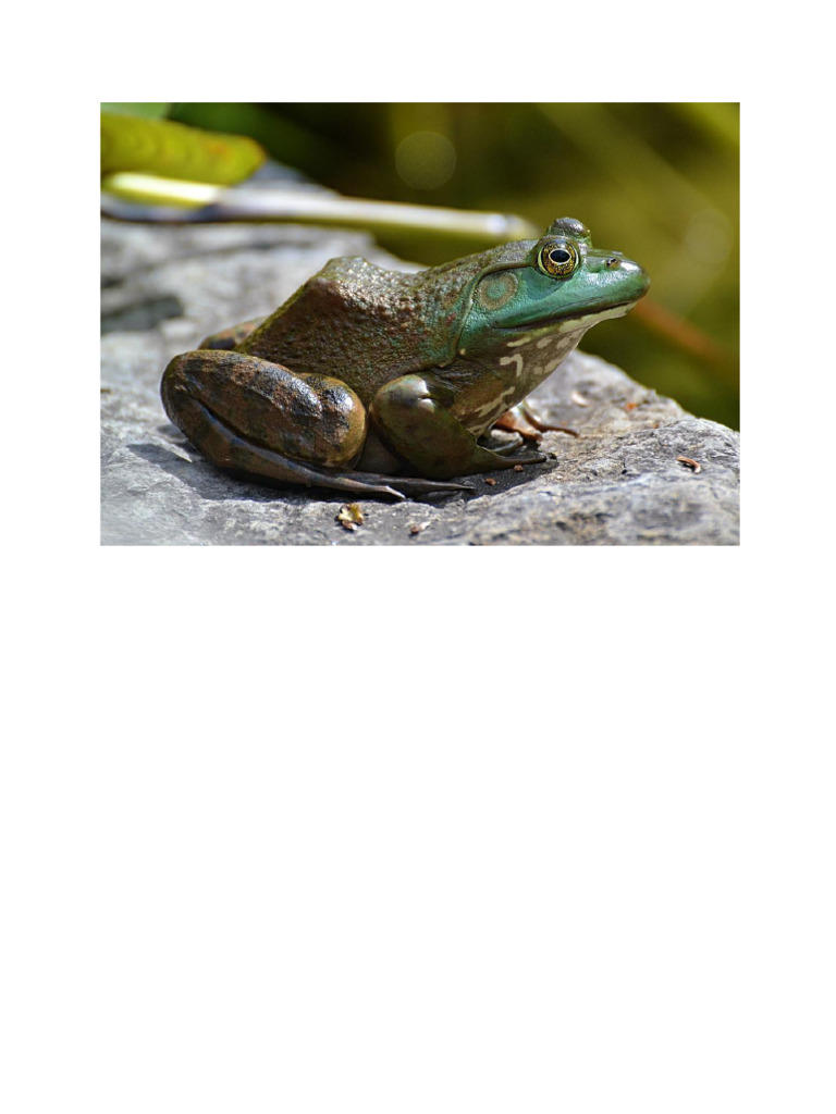 Frog 3 | PDF