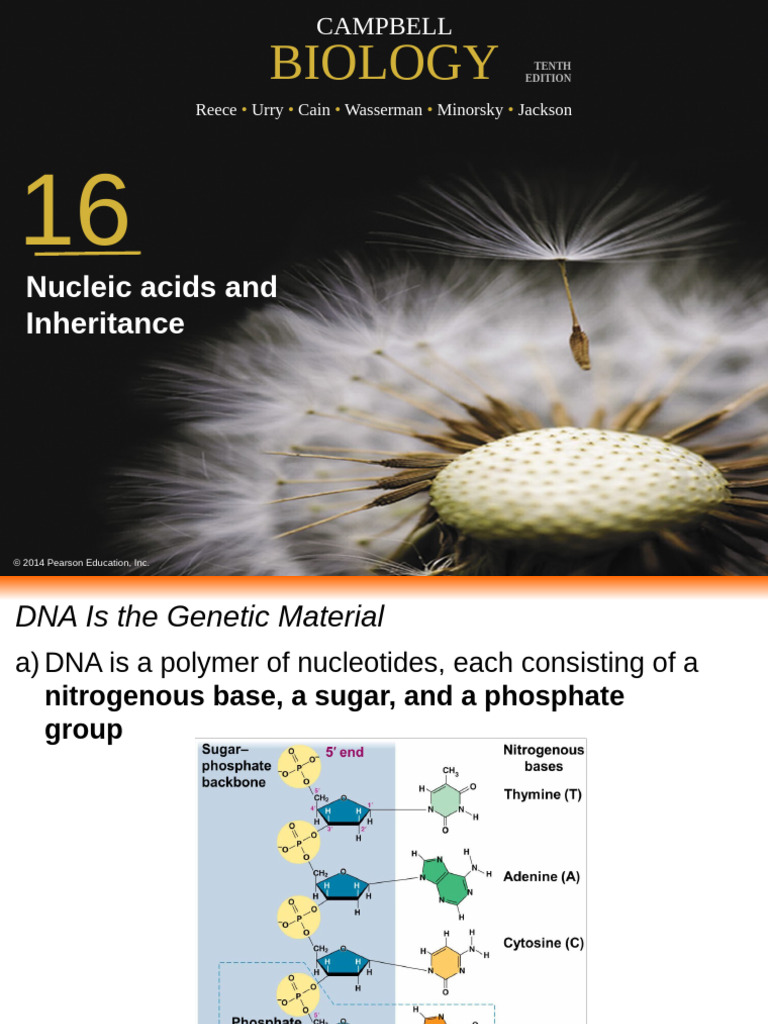 Chapter 7 Inheritance | PDF | Dna Replication | Dna