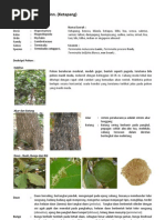 Download kea_terminalia_catappa_linn_ketapang by Suesti Devi Purnamasari SN78859672 doc pdf