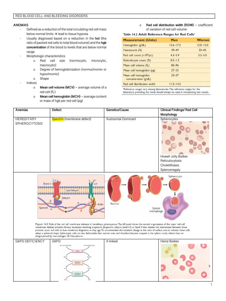 Red Blood Cell Disorders Overview | PDF | Anemia | Medical Specialties