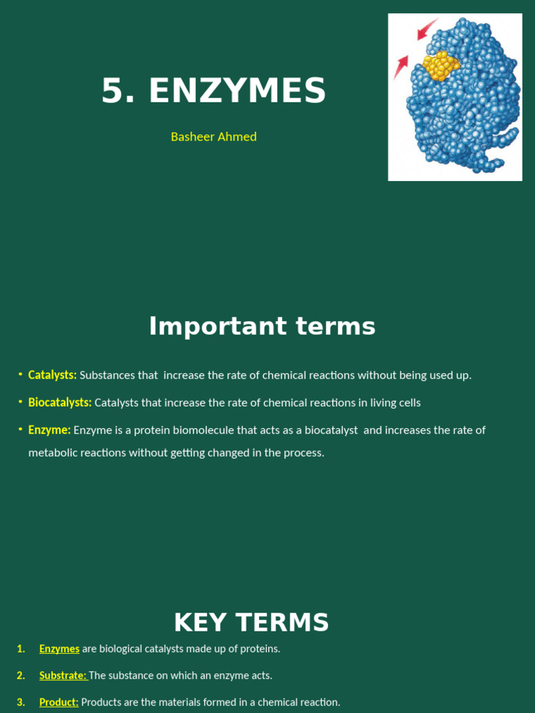 5.1 Enzymes | PDF | Enzyme | Active Site