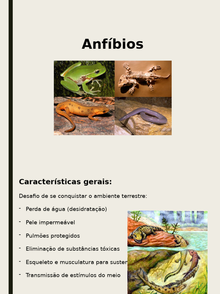 Características dos Anfíbios | PDF | Casa e Jardim | Bem-estar