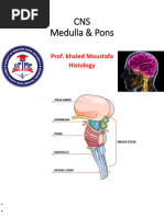 Anatomy and Function of the Pons | PDF | Brainstem | Human Anatomy