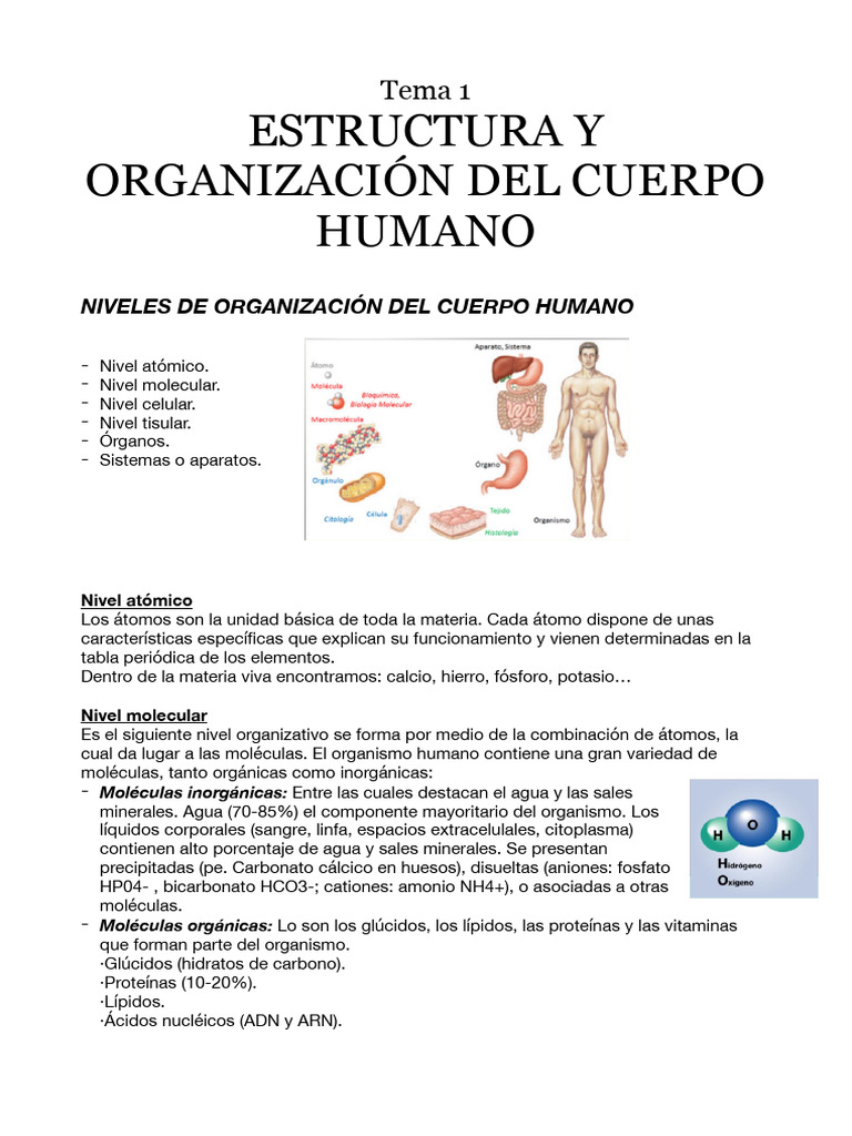 Tema 1 - Estructura y Organización Del Cuerpo Humano | PDF | Mitosis ...