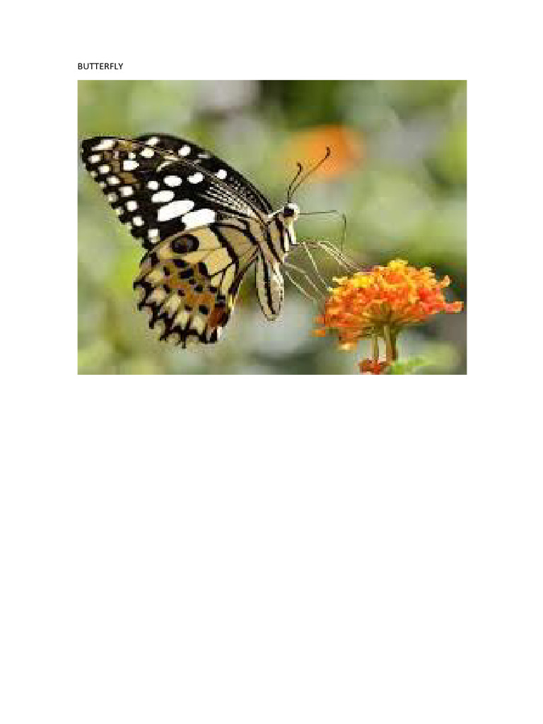 BUTTERFLY | PDF
