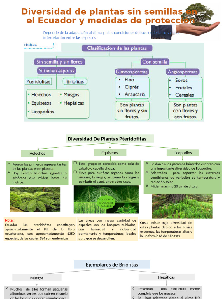 Diversidad de Plantas Sin Semillas en Ecuador | PDF | Plantas | Ecuador