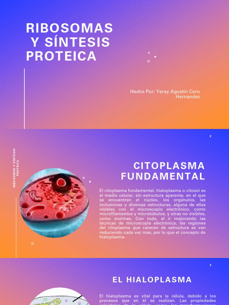 Ribosomas y Síntesis Proteica en Células | PDF | Ribosoma | Citosol