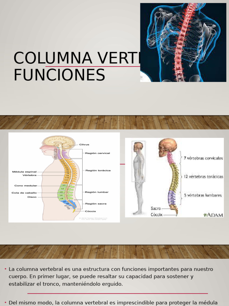 Estructura y funciones de la columna vertebral | PDF | Tórax | La ...