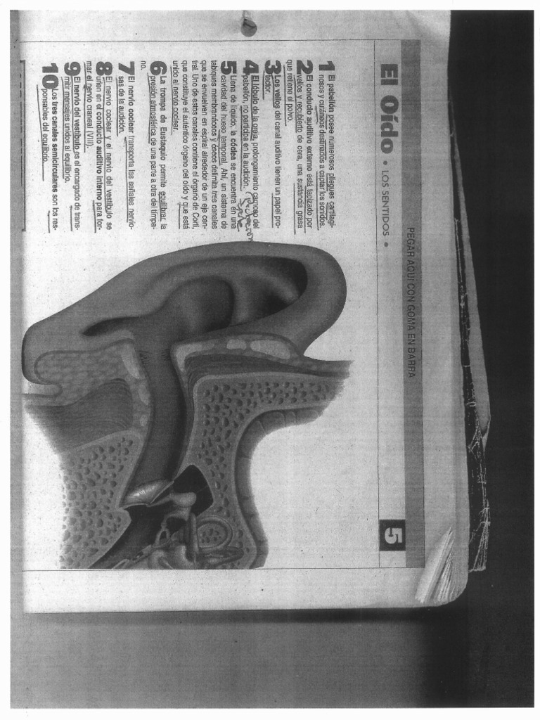 OIDO | PDF