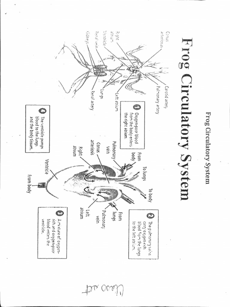 Frog 1 | PDF