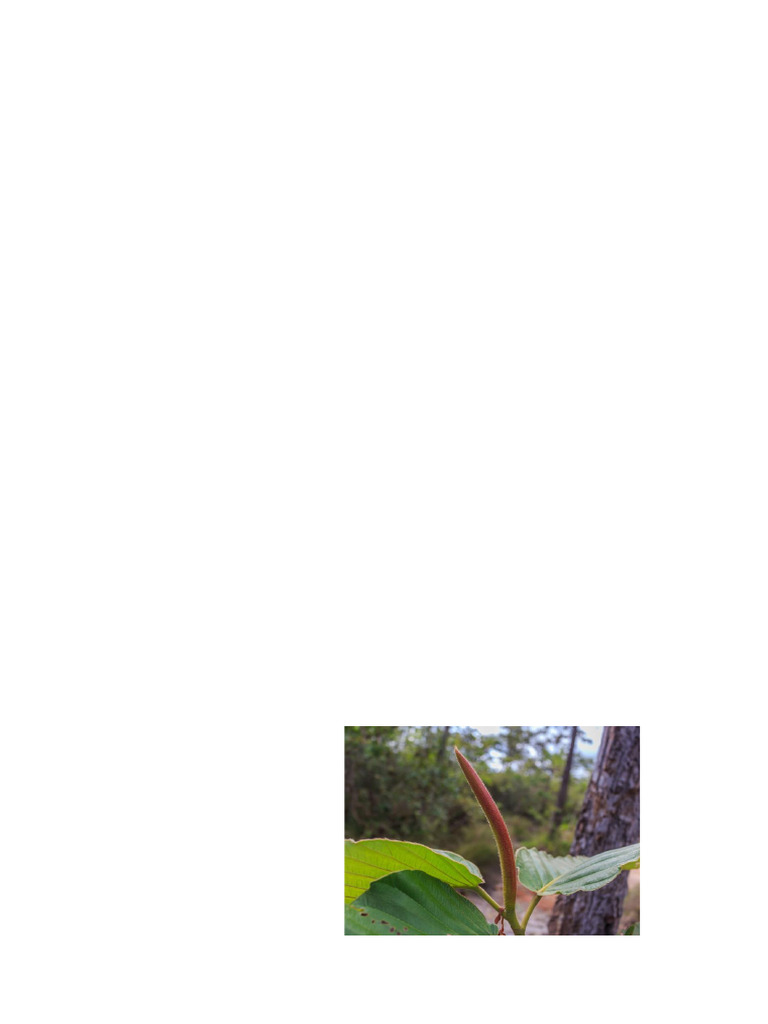 Climate in Southeast Asia | PDF | Tropics | Forests