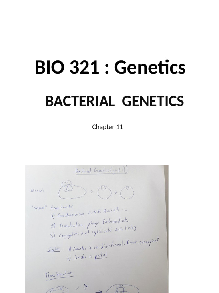 11 - Bacterial Genetics | PDF | Bacteriophage | Transformation (Genetics)