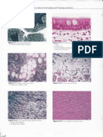 Histology Images 