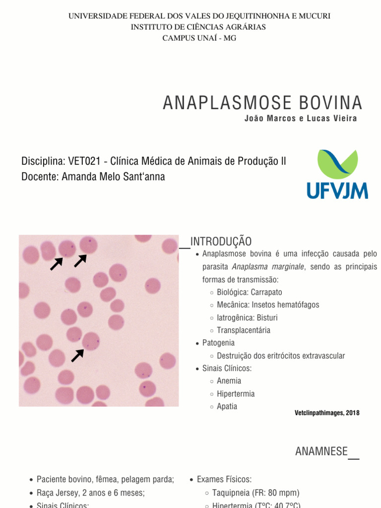 Anaplasmose Bovina: Diagnóstico e Tratamento | PDF