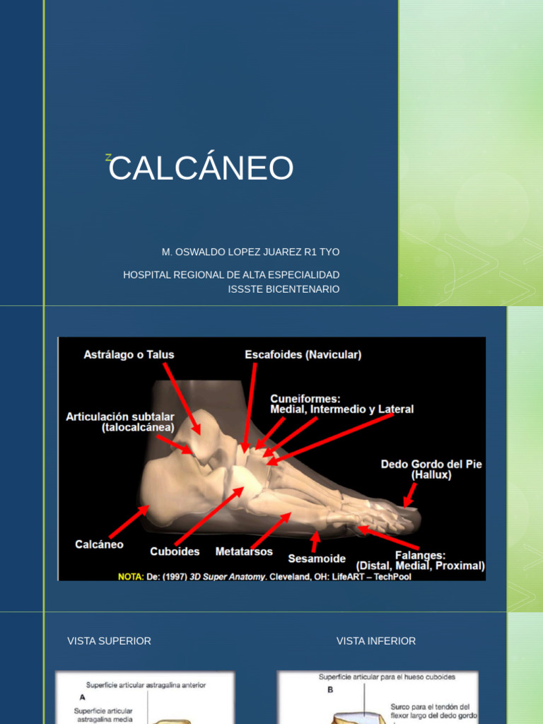 CALCÁNEO | PDF | Cocina, comidas y vino | Ciencia y matemáticas
