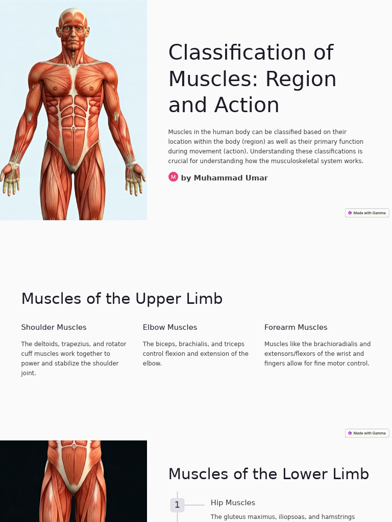 Classification of Muscles Region and Action | PDF