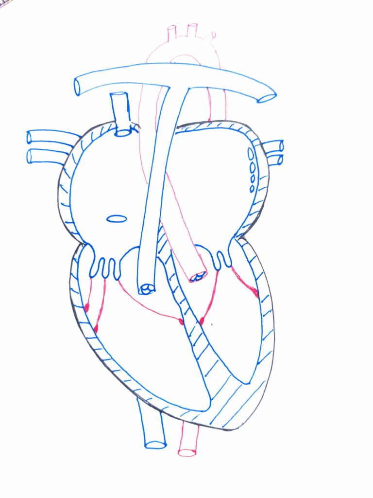Human Heart Anatomy Overview | PDF | Aorta | Vein
