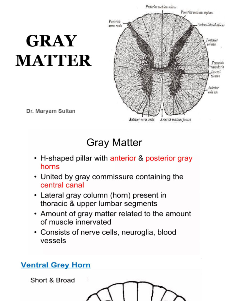 Gray Matter | PDF