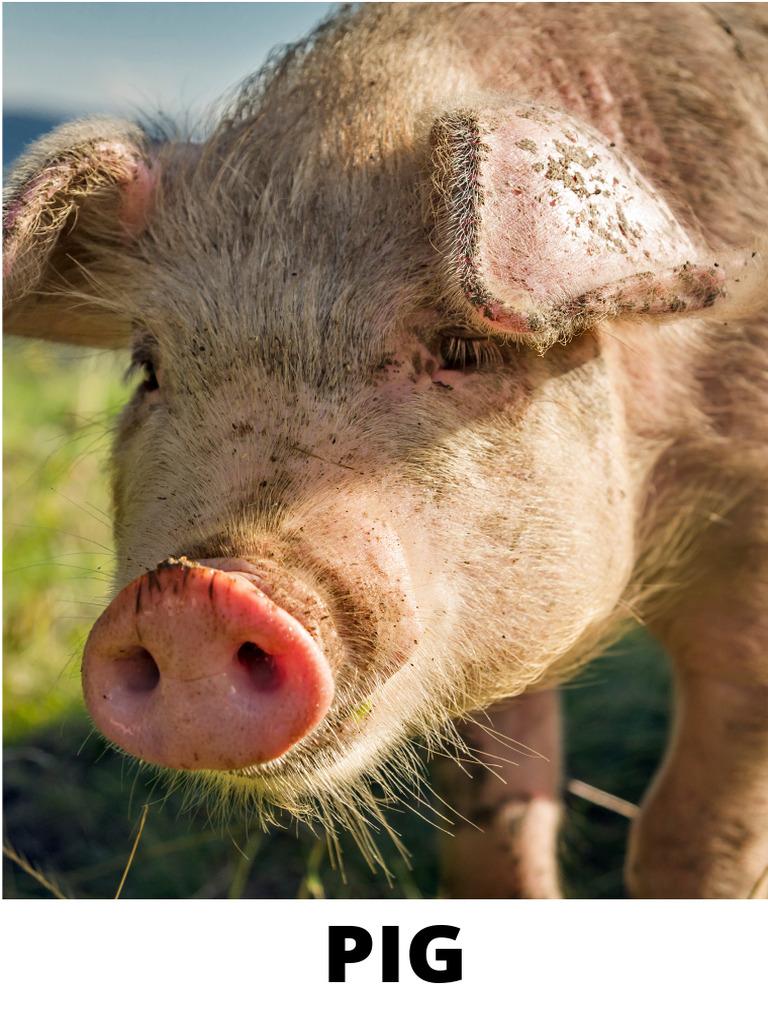 Farm Animals Flashcards | PDF
