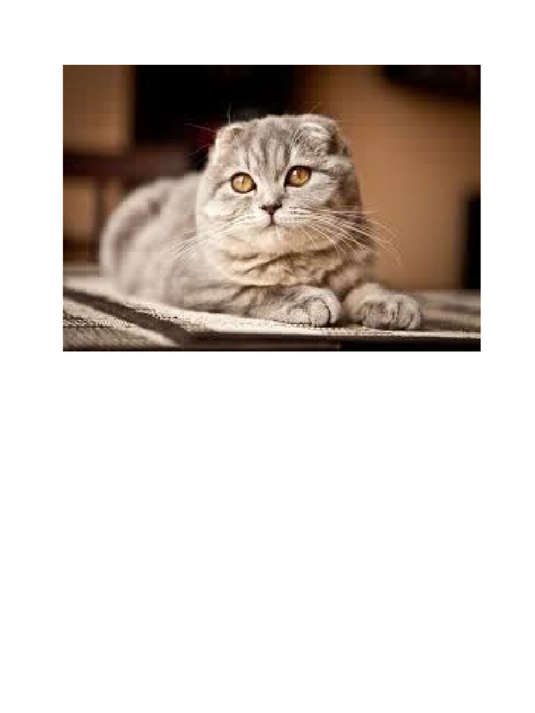 CAT | PDF