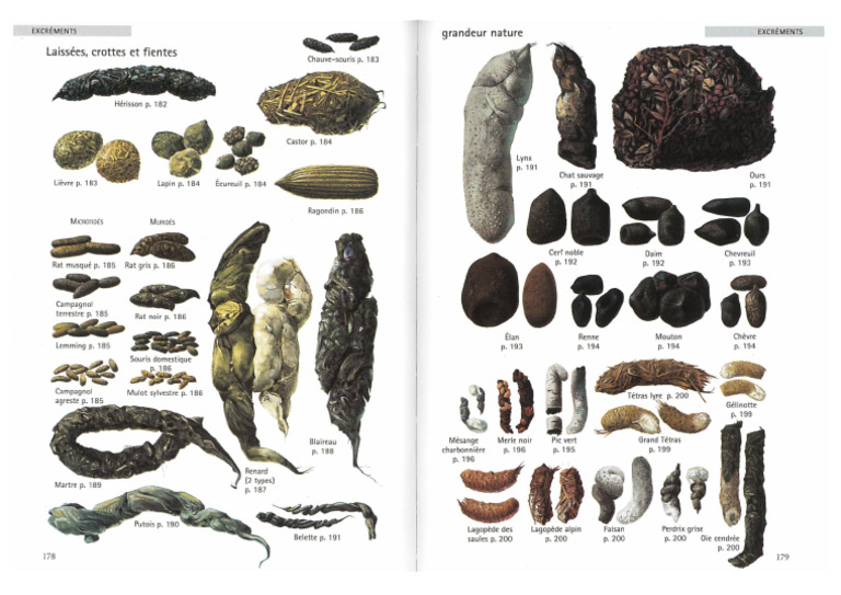identification-des-crottes-pdf