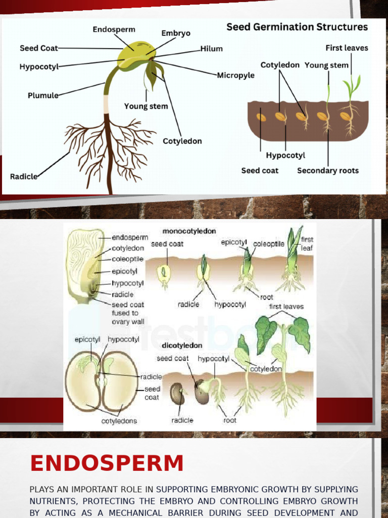 Seed Structure and Germination Process | PDF | Seed | Germination