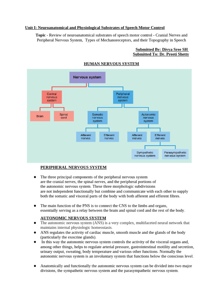 Neuroanatomy of Speech Motor Control | PDF | Motor Neuron | Autonomic ...