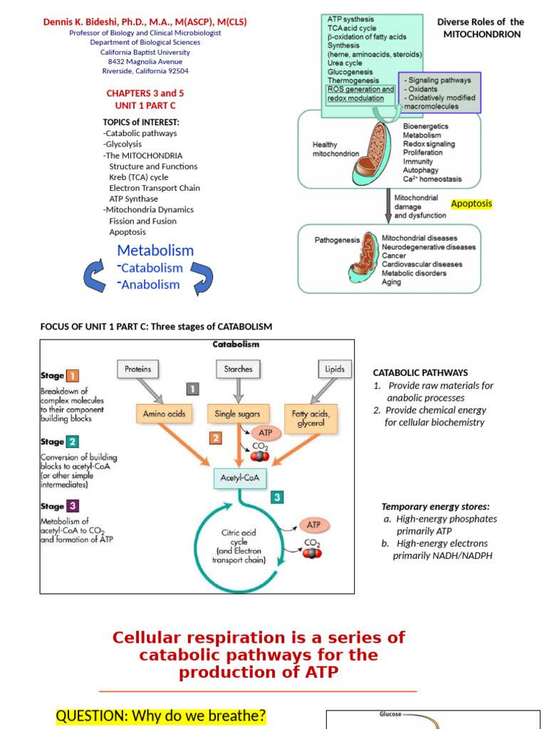 Lect Chap 1,2,3,5 LectUnit1 PartC Concise Mitochondria Intro | PDF ...