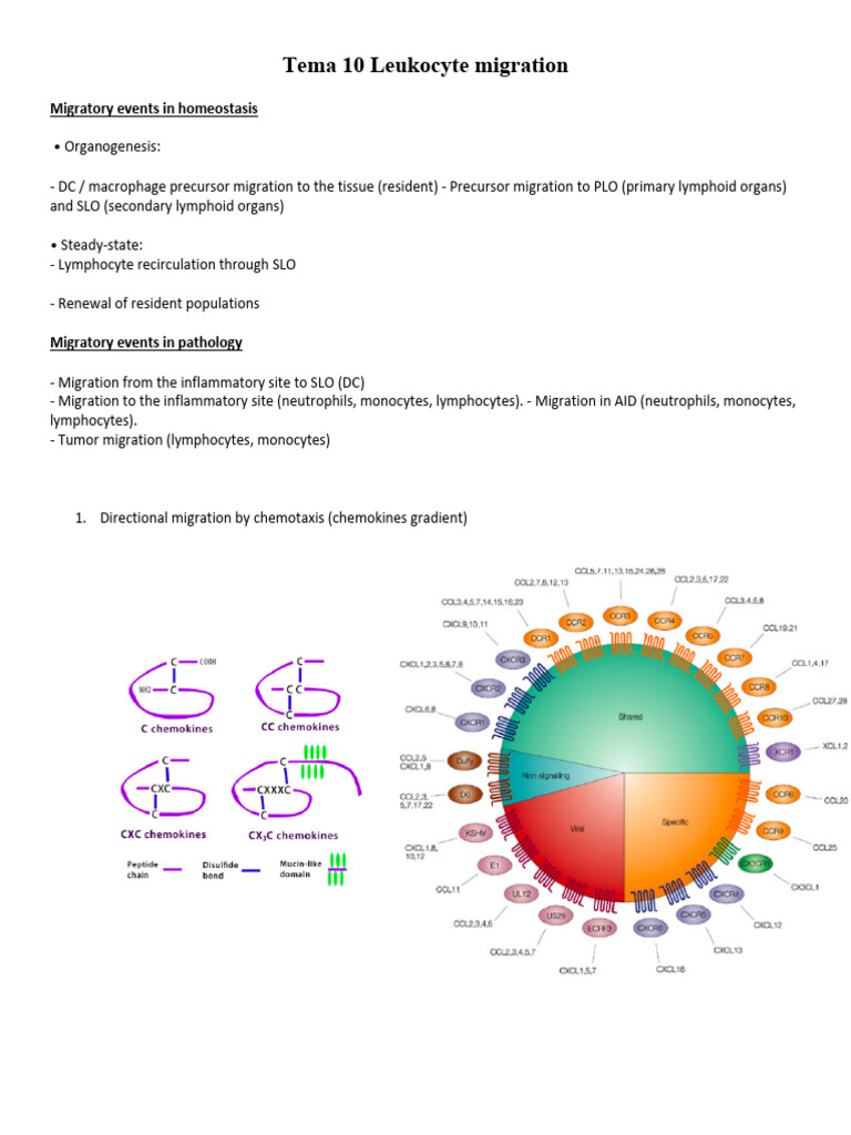 Tema 10 Leukocyte Migration | PDF | Cell Adhesion | Lymphocyte