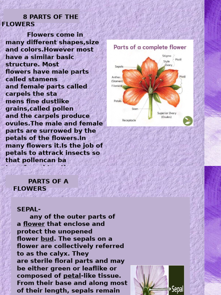 Parts and Uses of Flowers Explained | PDF | Flowers | Botany