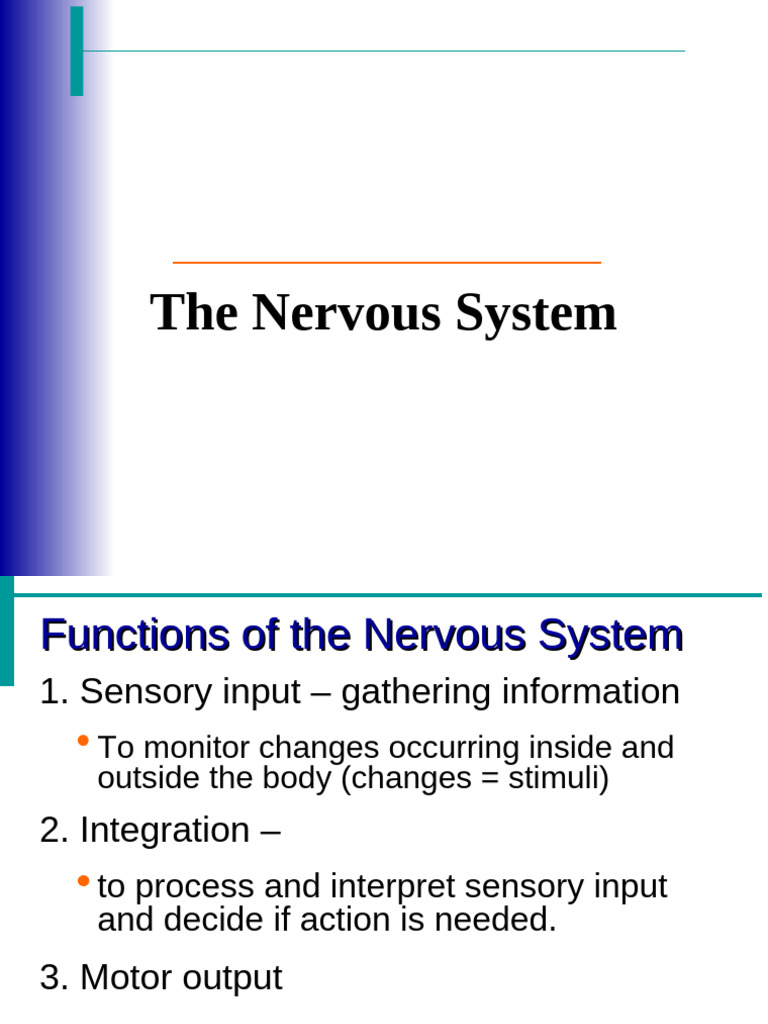 WHAT IS NERVOUS SYSTEM PDF visual data 5