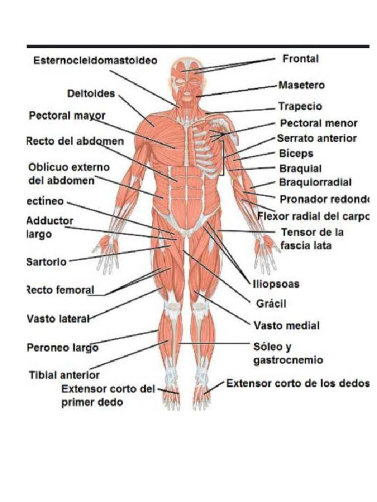 los-musculos-y-sus-nombres-pdf