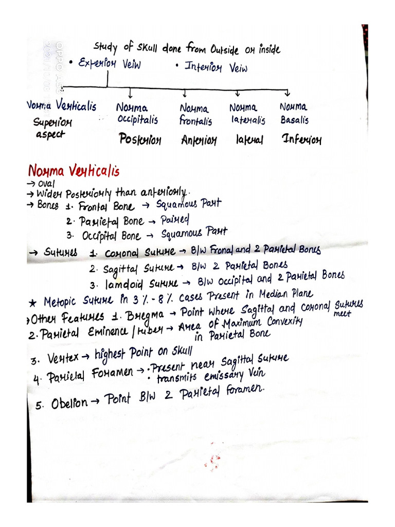 Skull Osteology Notes | PDF